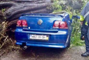 Cae árbol sobre auto en colonia Nápoles; mujer muere y su bebé sobrevive.