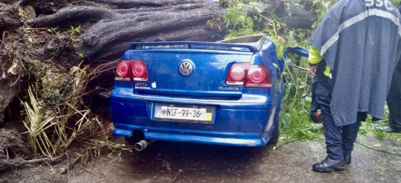 Cae árbol sobre auto en colonia Nápoles; mujer muere y su bebé sobrevive.