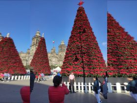 Árboles de Navidad de 10, 12 y 14 metros de altura, cubiertos por 7 mil 200 macetas de flores de nochebuena cultivadas en invernaderos y chinampas de Xochimilco