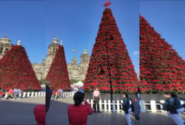 Árboles de Navidad de 10, 12 y 14 metros de altura, cubiertos por 7 mil 200 macetas de flores de nochebuena cultivadas en invernaderos y chinampas de Xochimilco