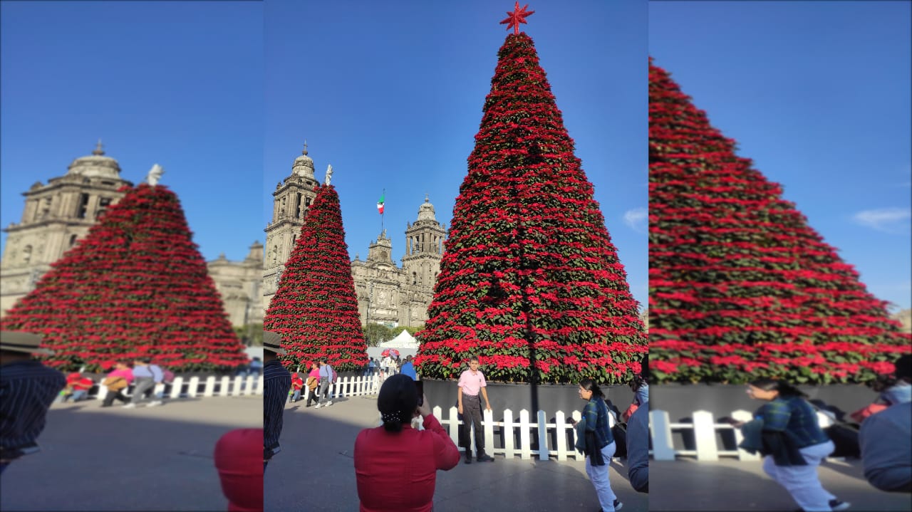 Árboles de Navidad de 10, 12 y 14 metros de altura, cubiertos por 7 mil 200 macetas de flores de nochebuena cultivadas en invernaderos y chinampas de Xochimilco