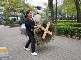 Arranca el reciclaje de árboles de navidad en MH