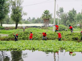 La alcaldesa Circe Camacho Bastida, la Alcaldía Xochimilco puso en marcha un programa intensivo de limpieza de canales y retiro de lirio acuático, como parte de una estrategia integral para recuperar el sistema de canales de la zona chinampera.
