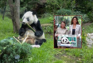La jefa de Gobierno, Clara Brugada Molina encabezó la develación del billete de la Lotería Nacional “Panda Xin Xin 35 años” con lo que se otorga un reconocimiento a la osa gigante de 35 años de edad –equivalentes a más 100 de humano–, siempre viviendo en el Zoológico de Chapultepec. FOTOS: Especial